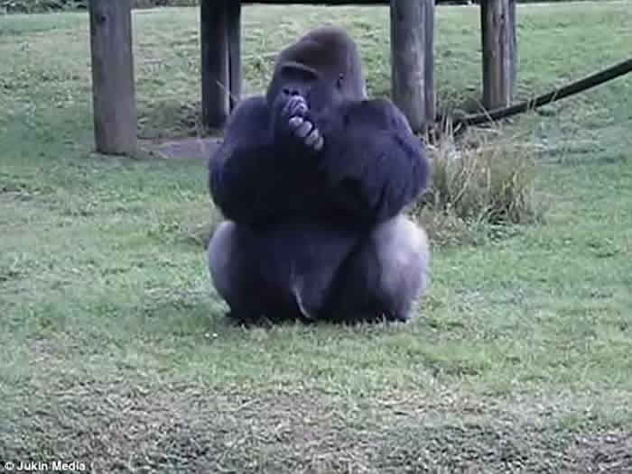 ���������ܶ���԰�ƻ�������������˲�Ҫιʳ ������͵�����