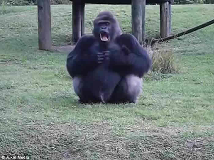 ���������ܶ���԰�ƻ�������������˲�Ҫιʳ ������͵�����