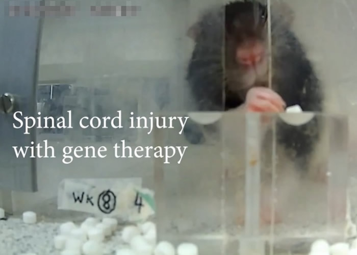 接受基因疗法的实验老鼠能够用前肢拾起方糖进食。