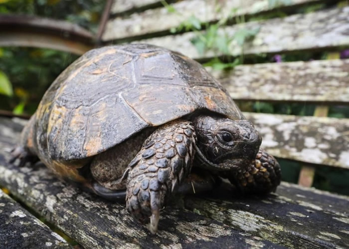 弗雷德早前从主人家中走失。