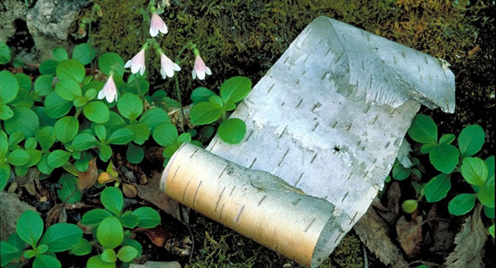 ˹ѧҳԽôƤȡİ֬ϳɿ