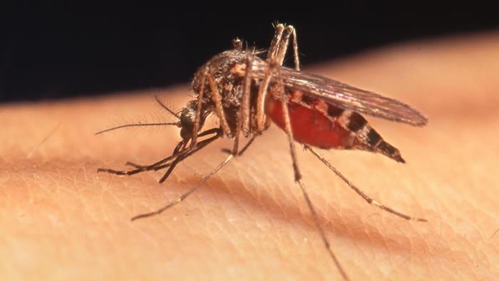 比尔盖兹将投资基因技术公司 旨在改造蚊子基因让它们交配到自我毁灭