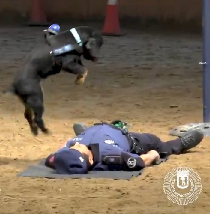 蓬乔跳起来连踏警员胸部。