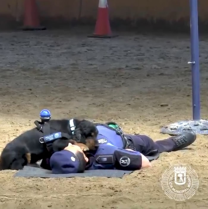 蓬乔伏在警员胸口细听其呼吸。