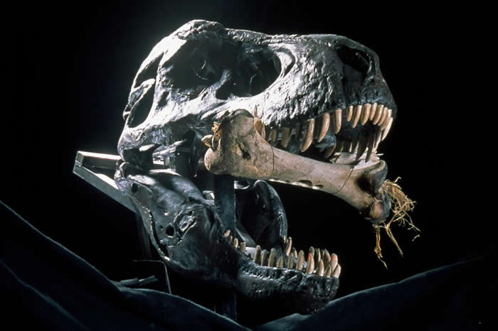 ڵرϵĿ֮УǱʶߵˣ顶ʷThe Rise And Fall Of The Dinosaurs˵ PH