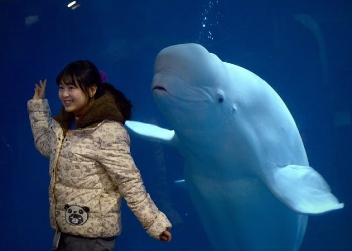 全球首个海洋白鲸保护区将落户冰岛