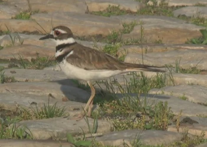 加拿大稀有鸟类“双领鸻”筑巢 盛大音乐节“Bluesfest”舞台搭建一度停工