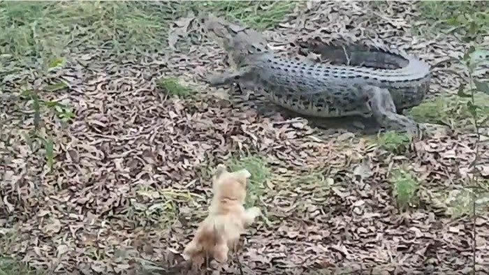 澳洲阿得雷德一只㹴犬经常追赶鳄鱼 最终被拖进水里吃掉
