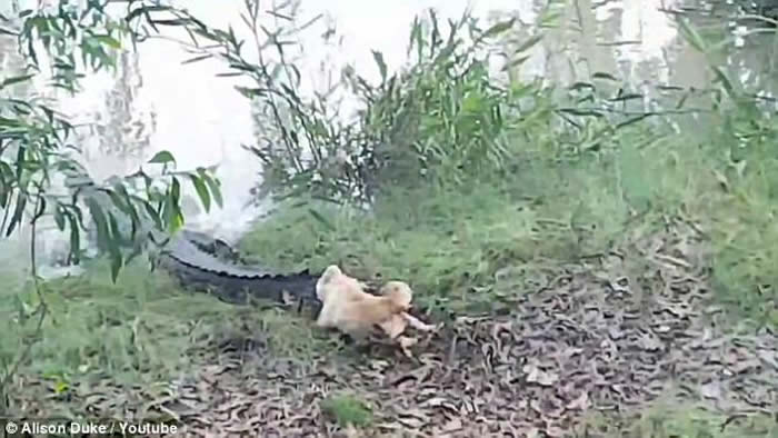 澳洲阿得雷德一只㹴犬经常追赶鳄鱼 最终被拖进水里吃掉