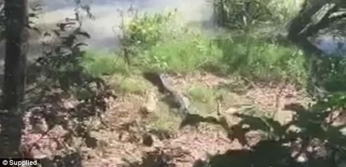 澳洲阿得雷德一只㹴犬经常追赶鳄鱼 最终被拖进水里吃掉