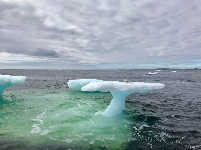 加拿大渔民在海面岌岌可危的漂浮冰山上发现一只被困北极狐