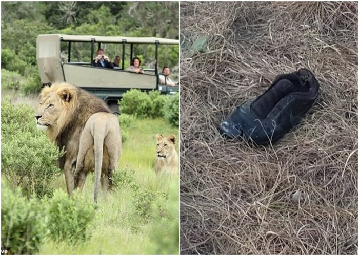 忧南非狮子吃盗猎者后对人肉上瘾 舆论建议消灭