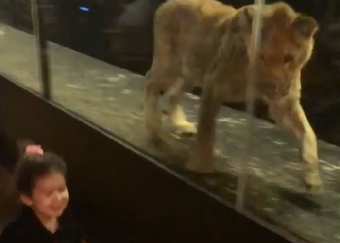 狮子出于本能,于玻璃箱内追逐在它面前奔跑的小孩。