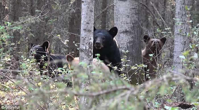 加拿大猎人因偷拍带小熊的母熊惨被追杀