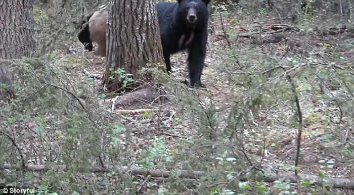 加拿大猎人因偷拍带小熊的母熊惨被追杀