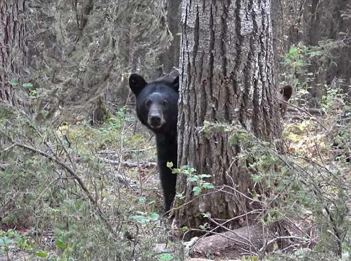加拿大猎人因偷拍带小熊的母熊惨被追杀