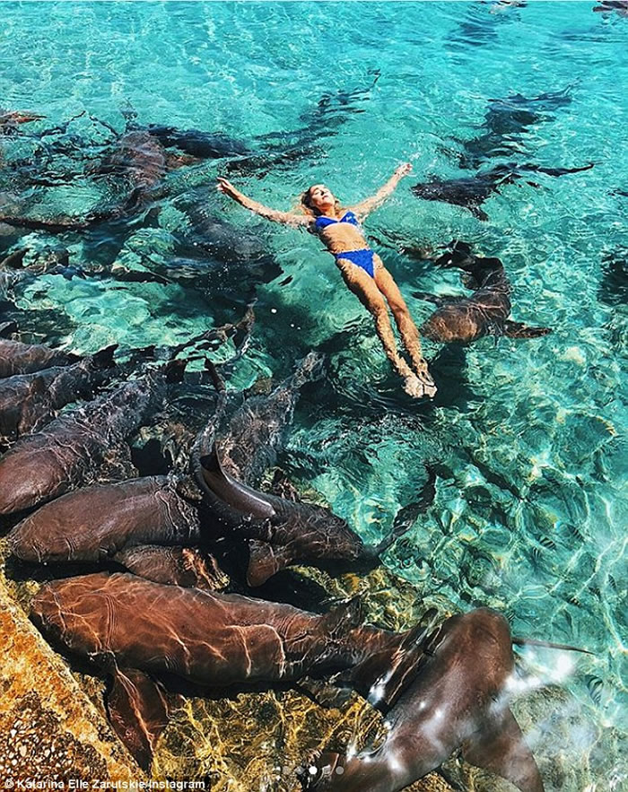 鲨鱼袭击在巴哈马拍摄的美国博主