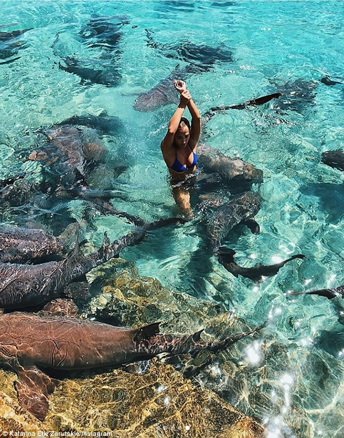 鲨鱼袭击在巴哈马拍摄的美国博主