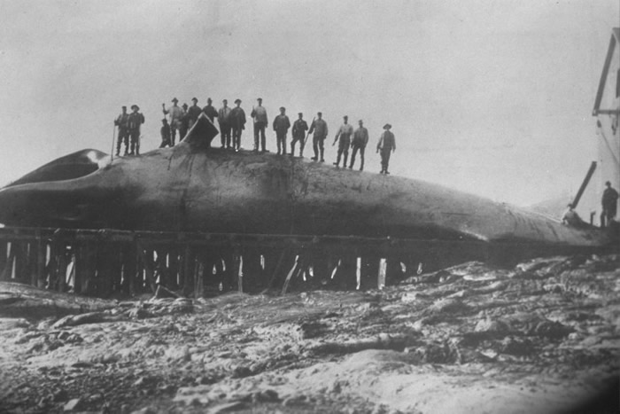 蓝鲸上世纪被大量猎杀,面临绝种。