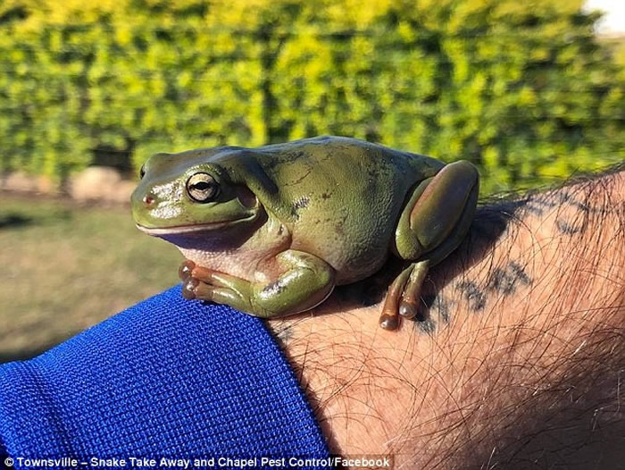 澳洲捕蛇人成功以心肺复苏法(CPR)救回蛇口中吐出的小树蛙