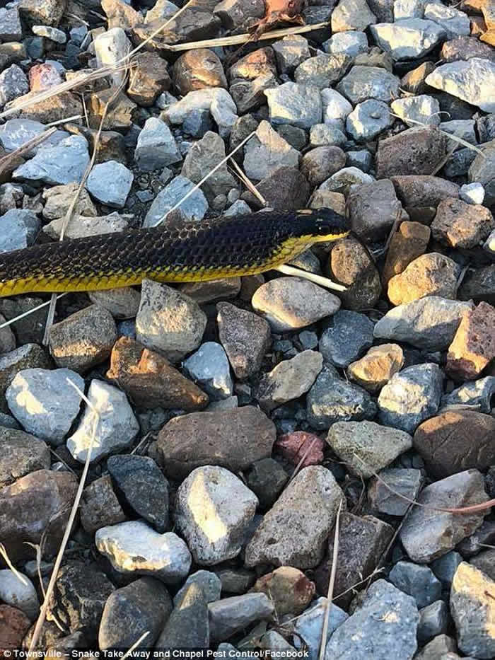 澳洲捕蛇人成功以心肺复苏法(CPR)救回蛇口中吐出的小树蛙