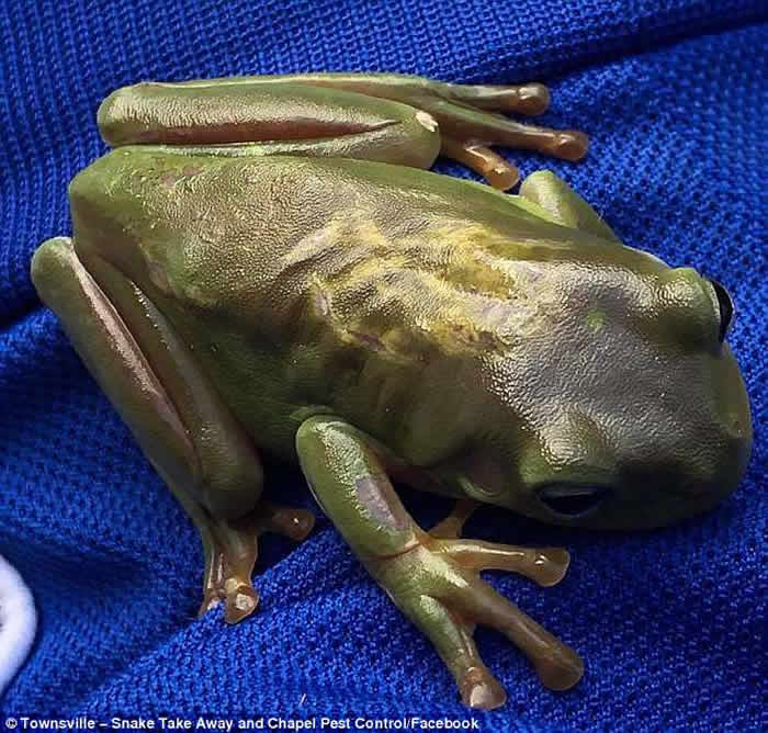 澳洲捕蛇人成功以心肺复苏法(CPR)救回蛇口中吐出的小树蛙