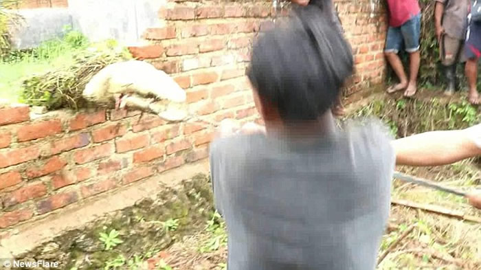 印度尼西亚索龙市居民屠杀292条鳄鱼为当地男子报仇