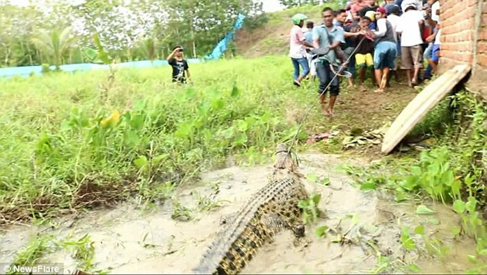 印度尼西亚索龙市居民屠杀292条鳄鱼为当地男子报仇