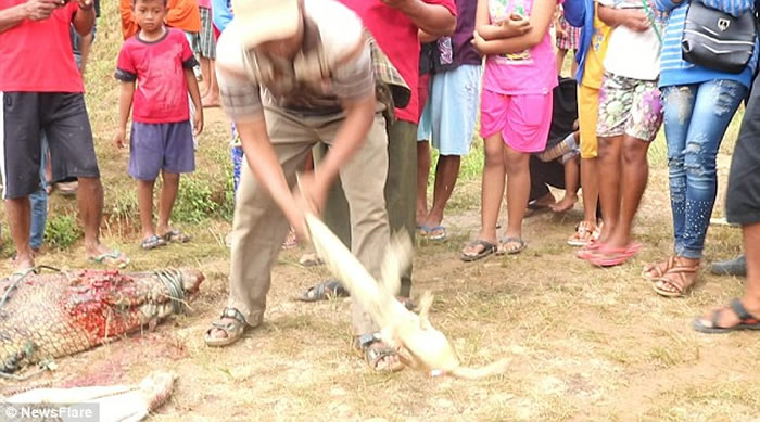 印度尼西亚索龙市居民屠杀292条鳄鱼为当地男子报仇