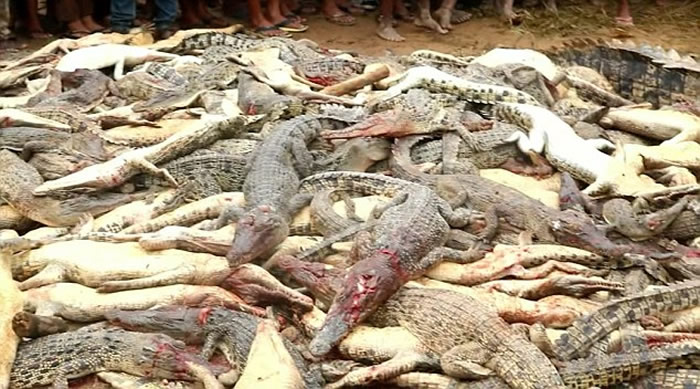 印度尼西亚索龙市居民屠杀292条鳄鱼为当地男子报仇