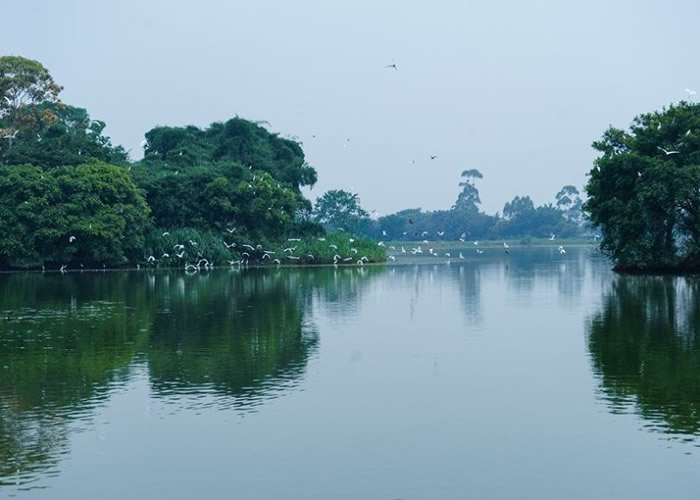 拥逾百年历史的广东江门新会“小鸟天堂”因城镇化变“少鸟天堂”?