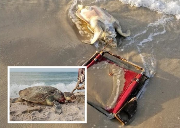 ɳ̲�����ɡ�ɱ�֡������ȱ�Σ�Ŀ��������걻ɳ̲�����Ӳ�������