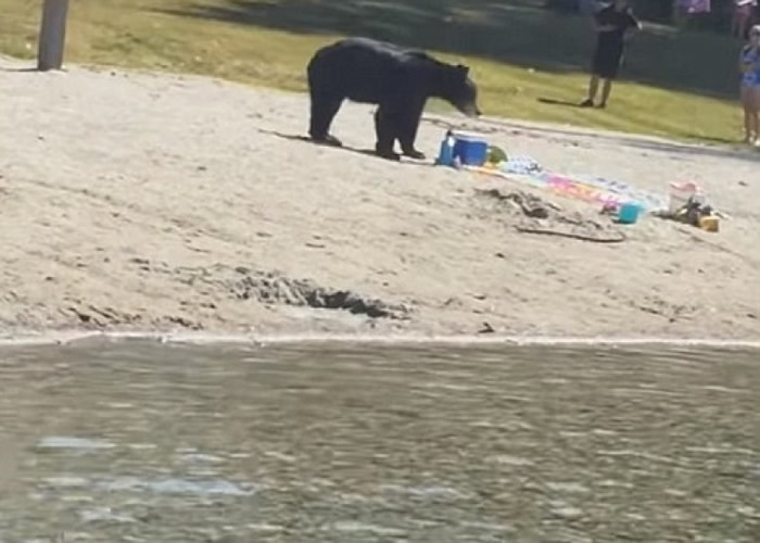 黑熊现身卑诗省白松沙滩,泳客吓得四散。