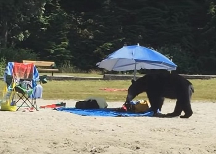 黑熊在沙滩东找西找,最终一无所获。