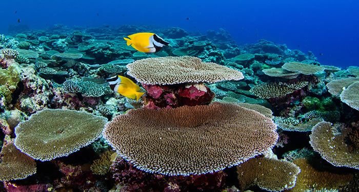 深水珊瑚礁并非浅水珊瑚礁生态系统的庇护场所
