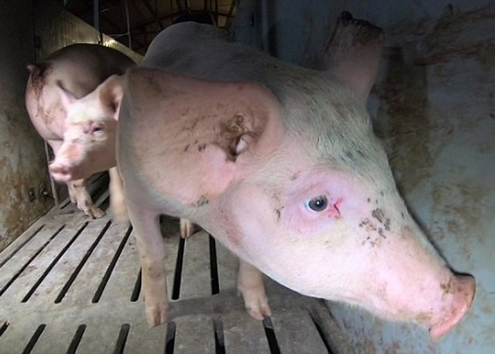 ũ���ڵĻ�����Ϊ���ӡ�