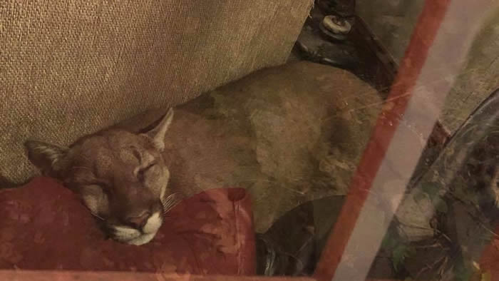 美国俄勒冈州美洲狮闯民居在沙发睡6个小时