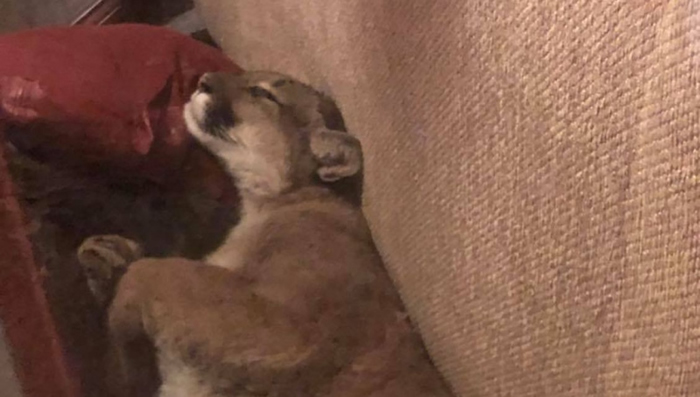 美国俄勒冈州美洲狮闯民居在沙发睡6个小时