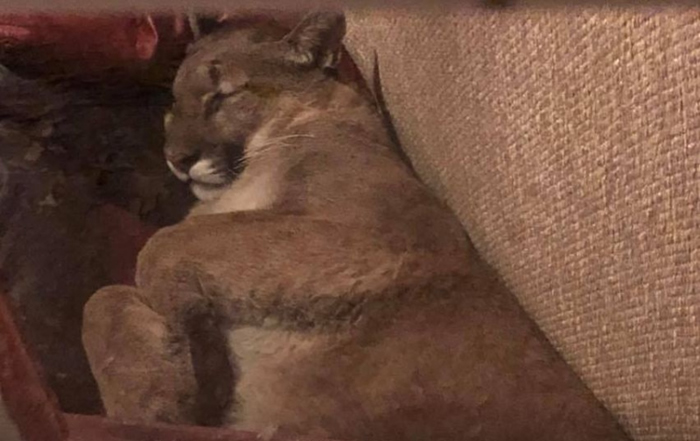 美国俄勒冈州美洲狮闯民居在沙发睡6个小时