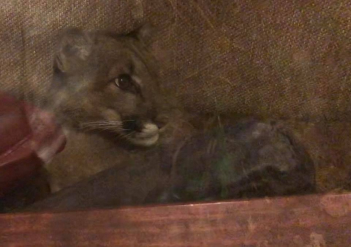 美国俄勒冈州美洲狮闯民居在沙发睡6个小时