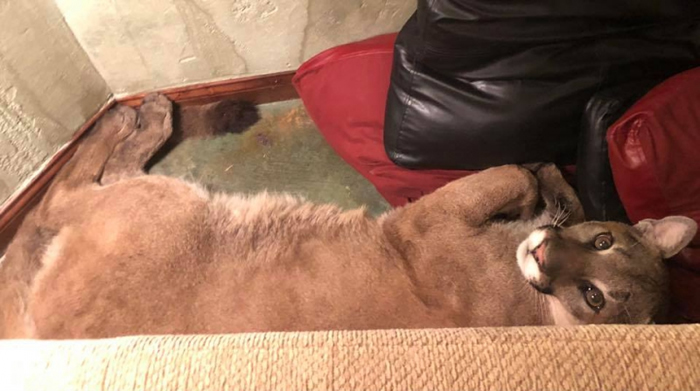 美国俄勒冈州美洲狮闯民居在沙发睡6个小时