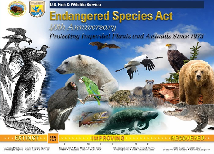 美国政府宣布计划修改《濒危物种法案》。