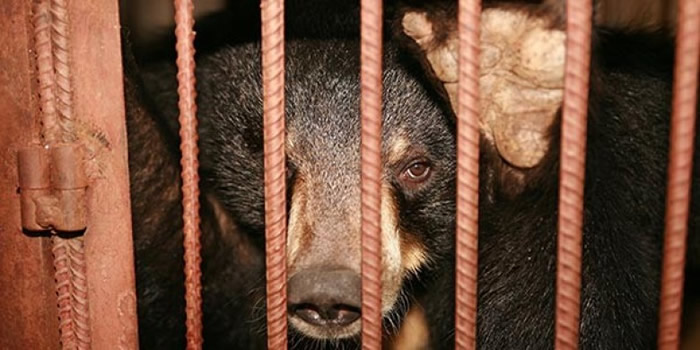 黑熊因熊胆而成为捕猎对象。