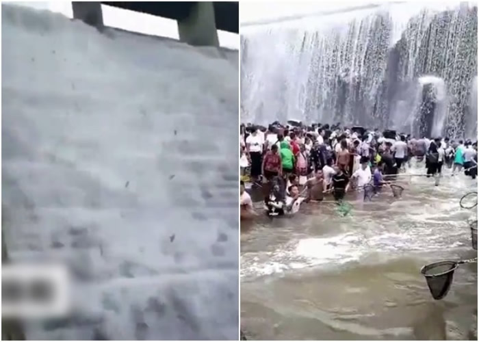 河南洛阳汝阳县石柱沟水库现“鱼瀑布” 全村争相捞捕