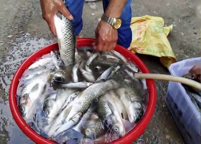 河南洛阳汝阳县石柱沟水库现“鱼瀑布” 全村争相捞捕