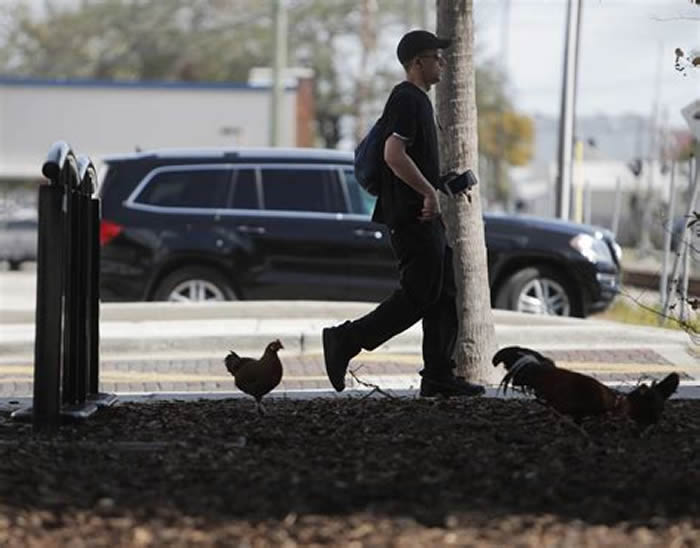 �������������̹�������˲���Ұ��̫�� �����ɳ���ӥ