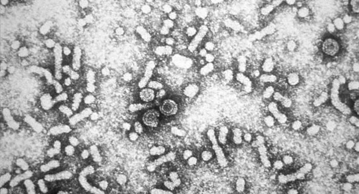 ����˹��ѧ�����Ƴ����ƻ����͸��ײ����������ҩ��