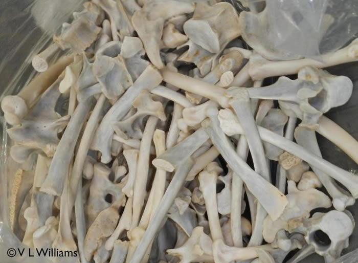 南非政府将会容许合法出口狮子骨的限额加倍 以应付中药市场庞大需求