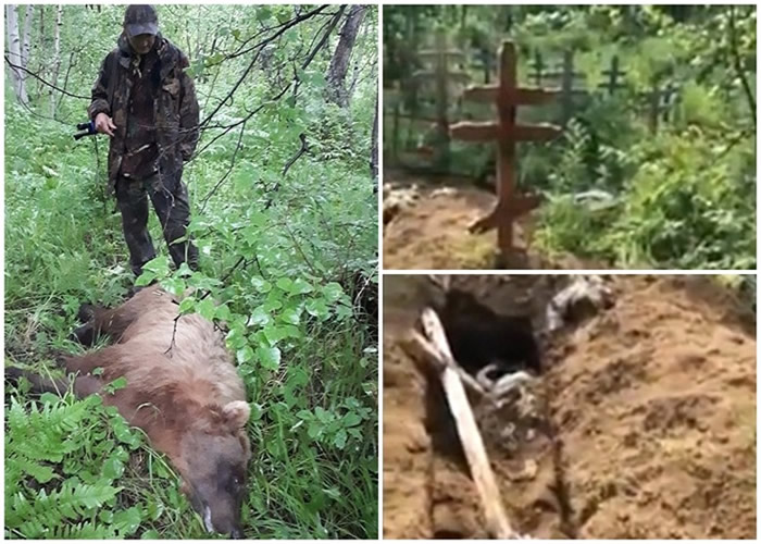俄罗斯堪察加半岛棕熊闯墓园觅食 20具尸首恐被吃掉