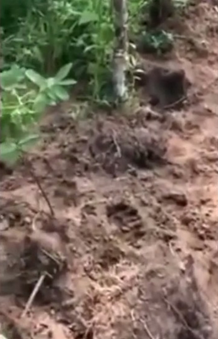 俄罗斯堪察加半岛棕熊闯墓园觅食 20具尸首恐被吃掉